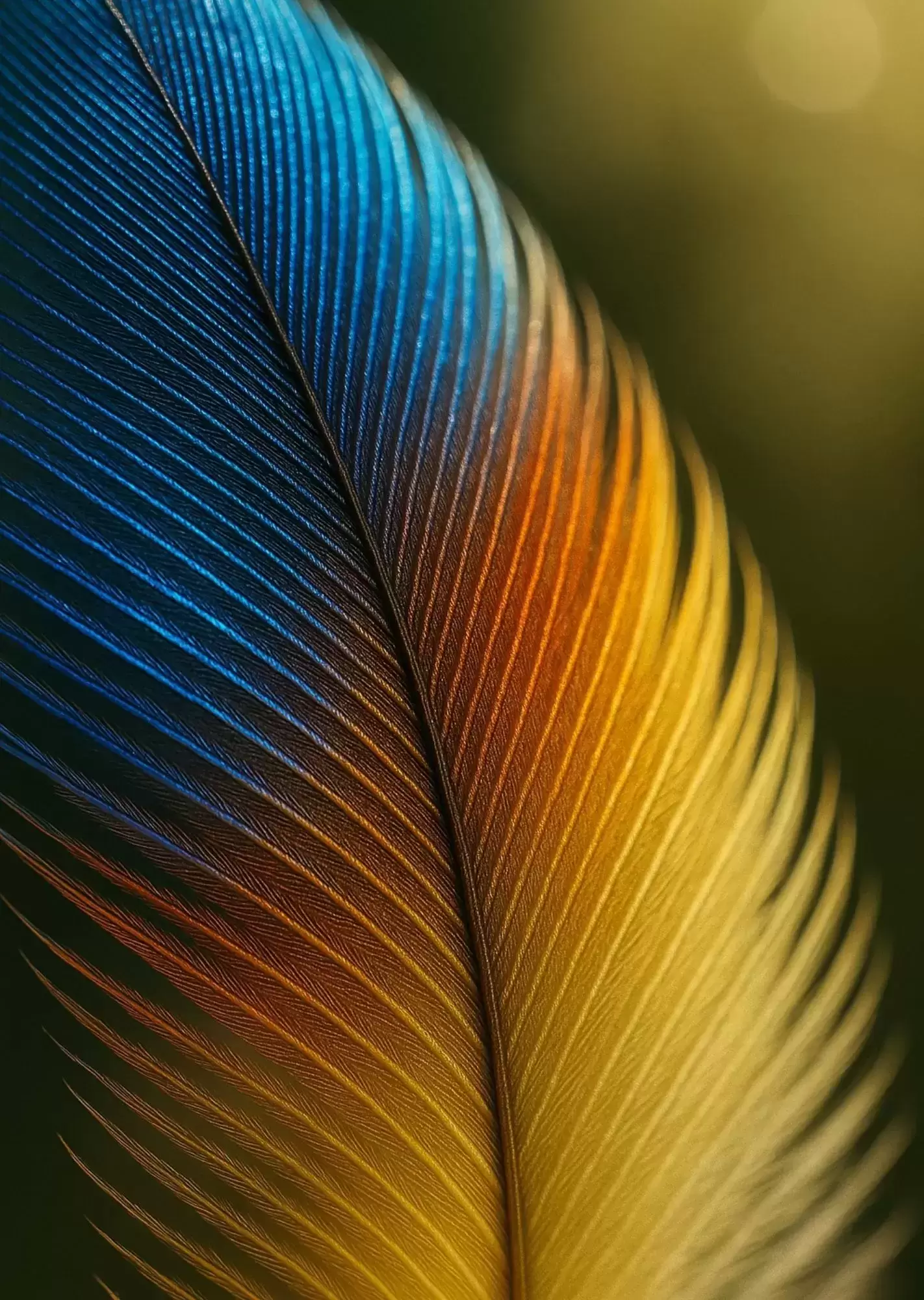 Vibrant Multicolor Aesthetic Wall Art | A4 Size | Modern Colourful Decorative Posters - Colourful Macro Feather Poster A4 | Nature Texture Rainbow Wall Art