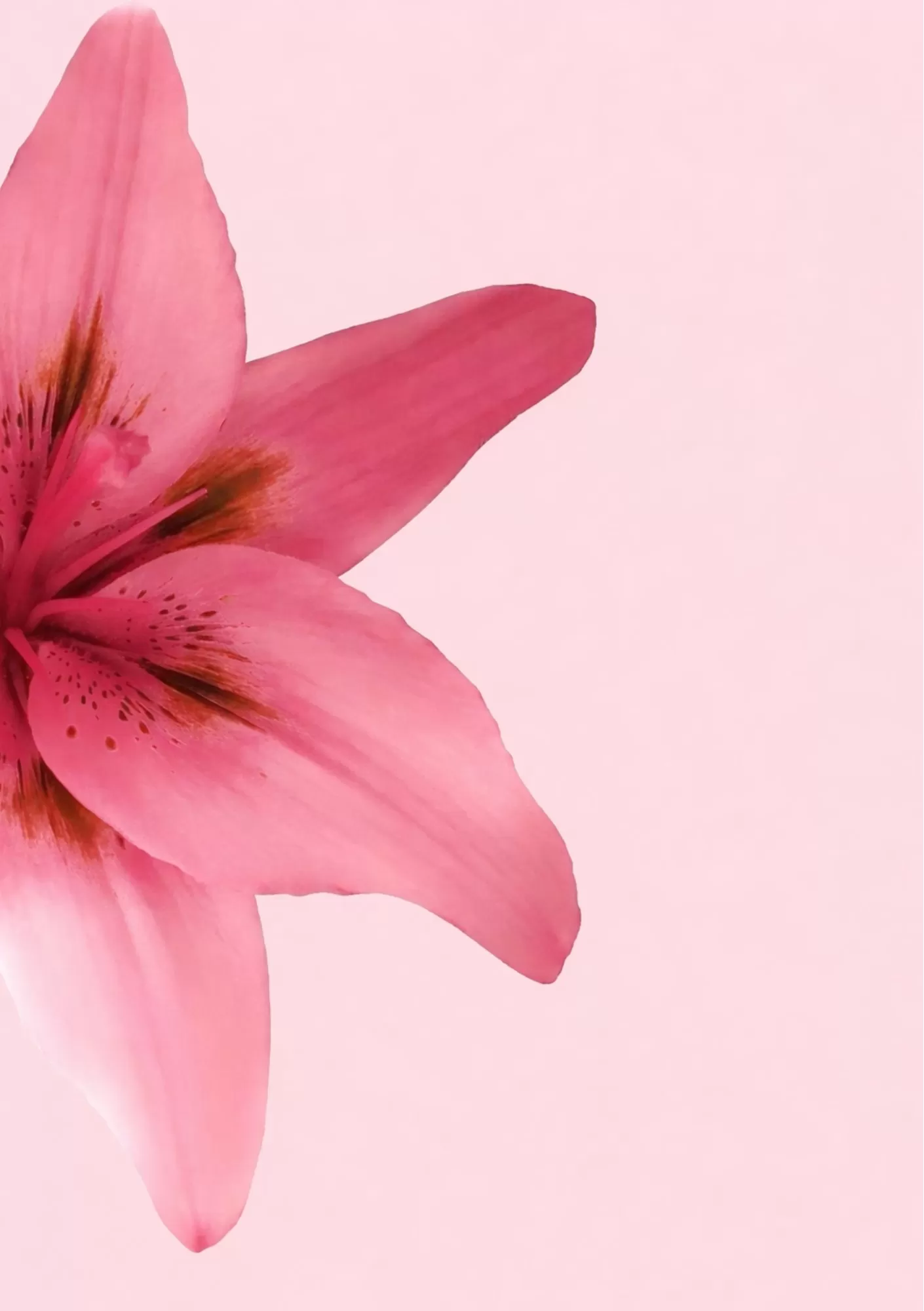You Can Do It Bold Pink Motivation Quote – A5 Poster - Soft Pink Lily Floral Minimal Wall Art – A5 Poster